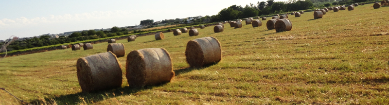 campi fieno puglia