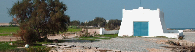 ulivo centenario a fasano scopri la puglia