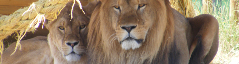 zoo fasano puglia